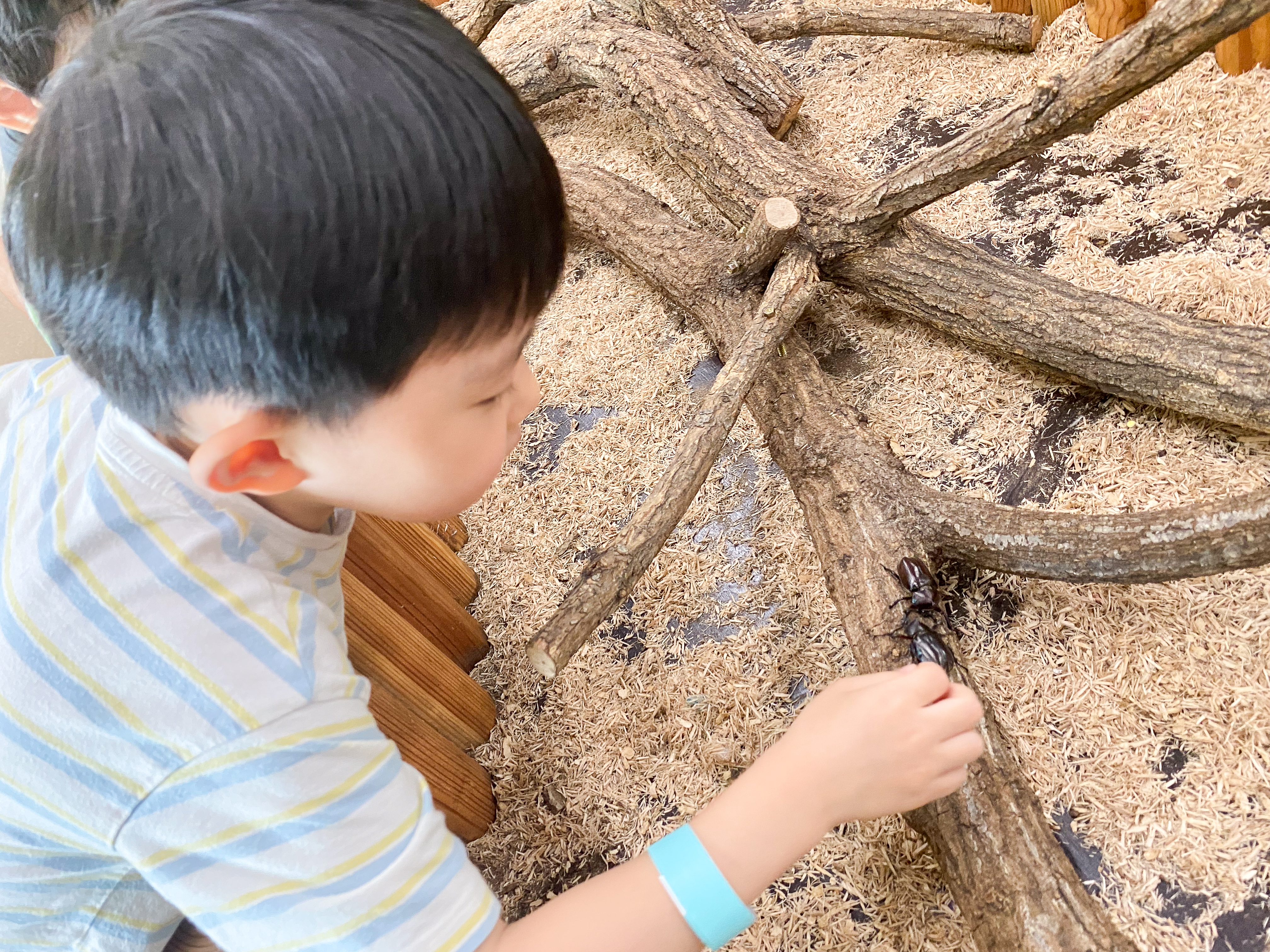 곤충 만져보는 체험하기