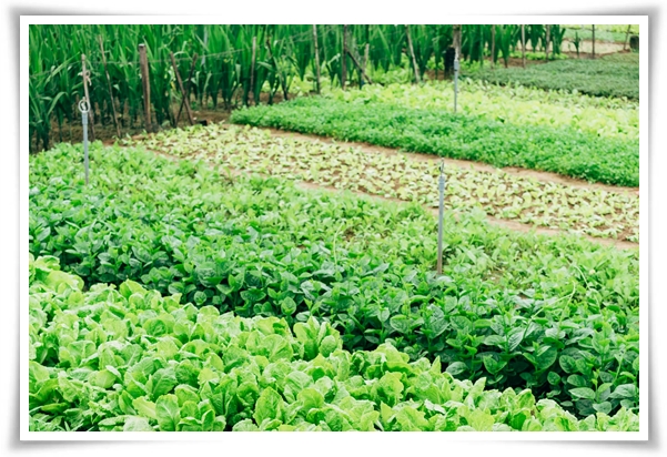 텃밭관리 "3월에 심기 좋은 작물" 감자 당근 상추 시금치 대파 비트 완두콩 ...