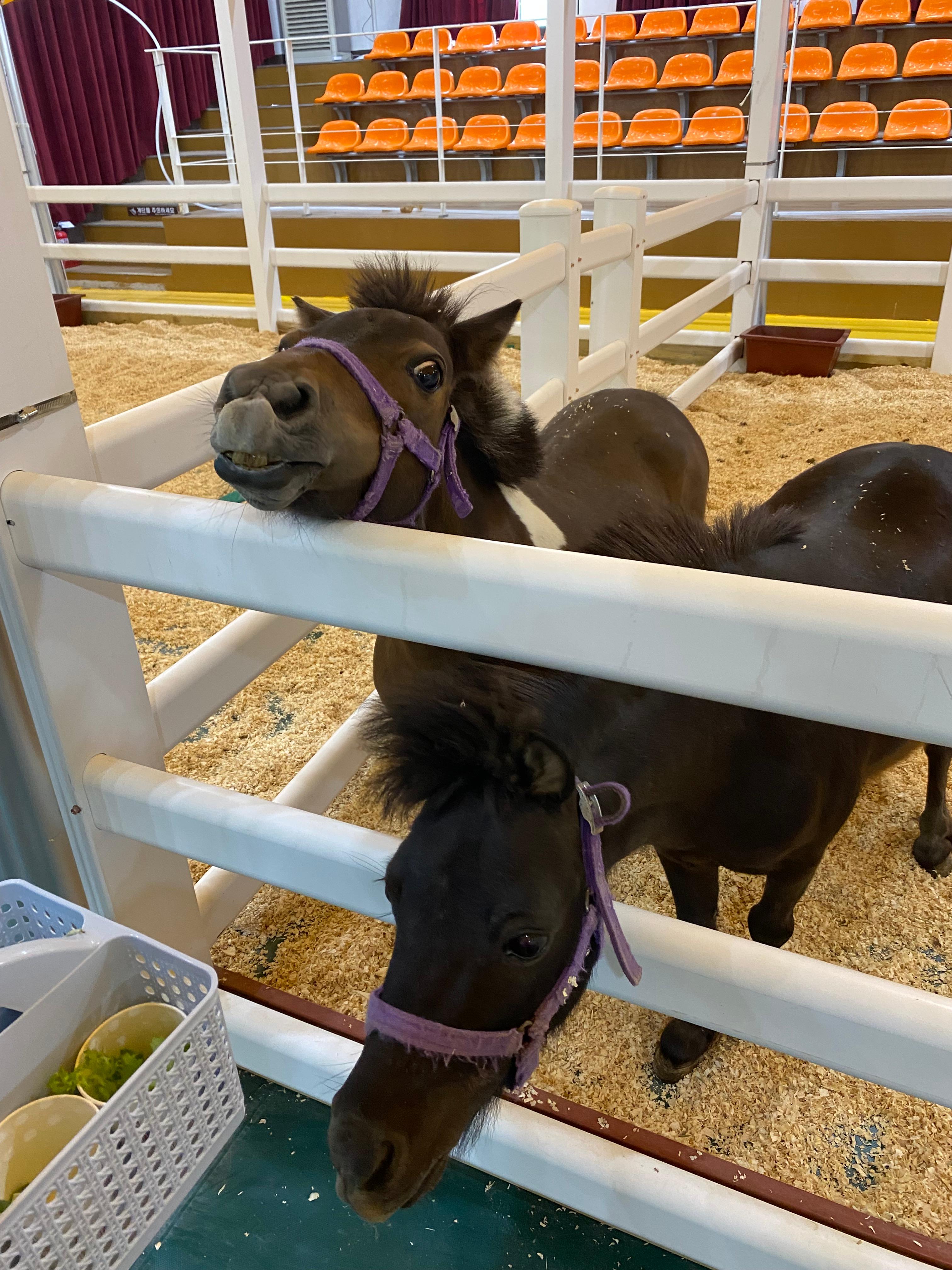 잘먹는 미니말들