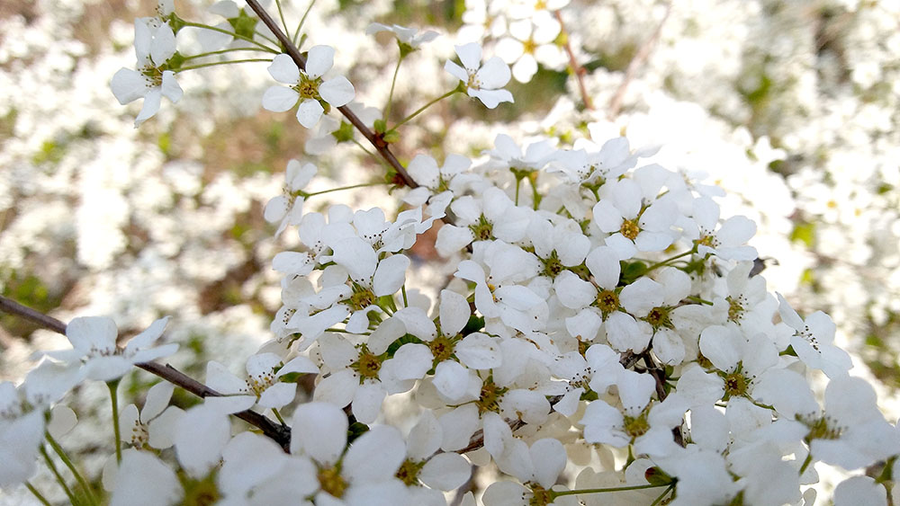 서울둘레길 3코스 고덕산&middot;일자산 조팝나무