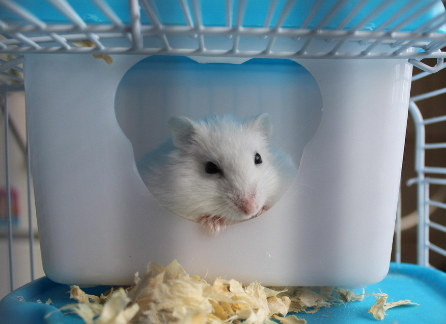 설치류 사육환경, 먹이, 위생관리법