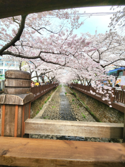 경화역 벚꽃길4