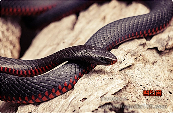 뱀꿈-꿈해몽-검은뱀