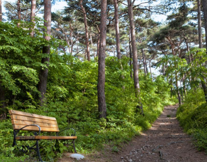 태안팔경-안면송림