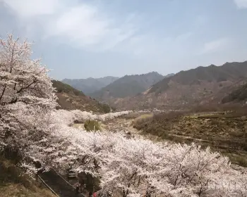 하동 십리벚꽃길 개화상황_19
