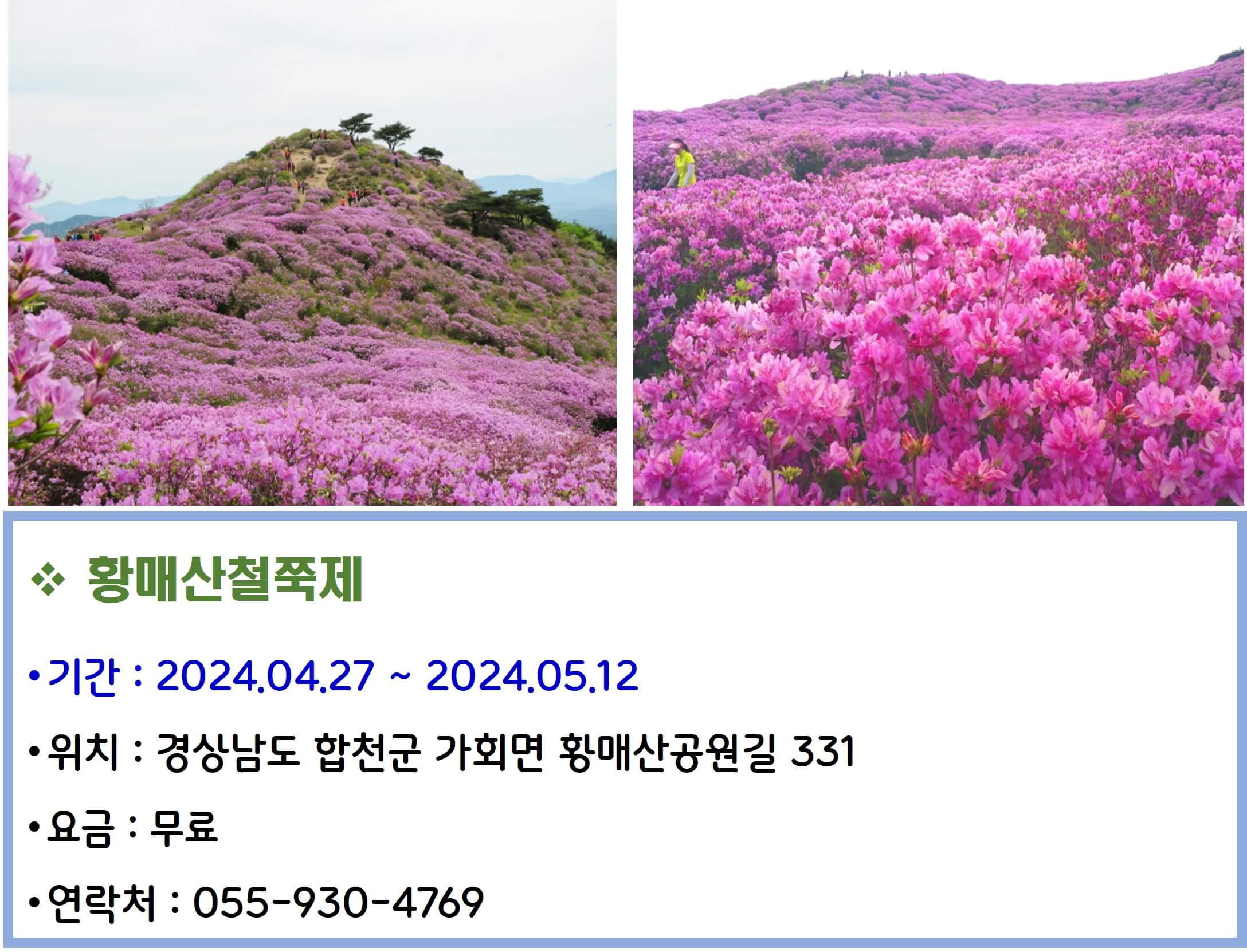 황매산철쭉제