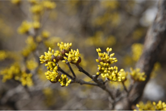 구례 산수유 꽃 축제