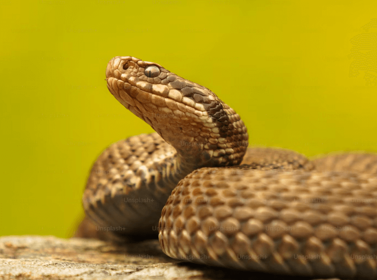 뱀꿈 해몽 풀이