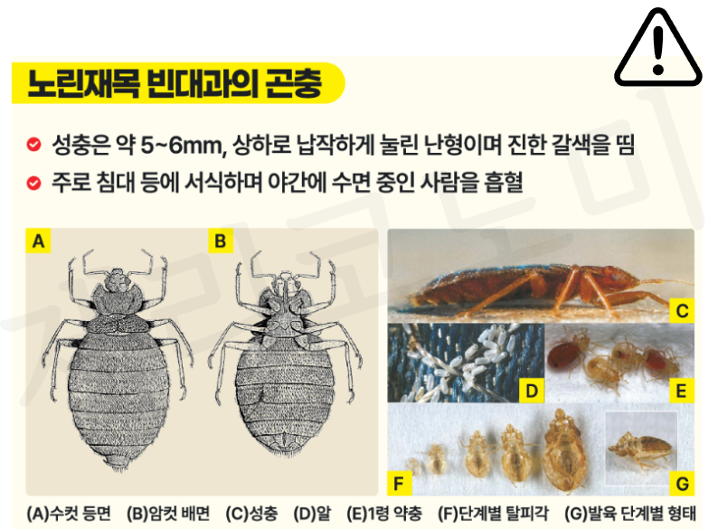 빈대 퇴치법 : 빈대 예방하기, 빈대 살충제, 퇴치제 알아보기