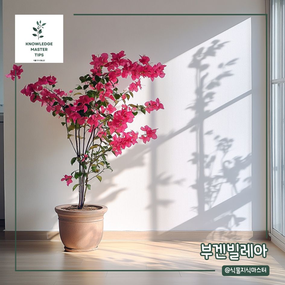 실내용 나무, 부겐빌레아
