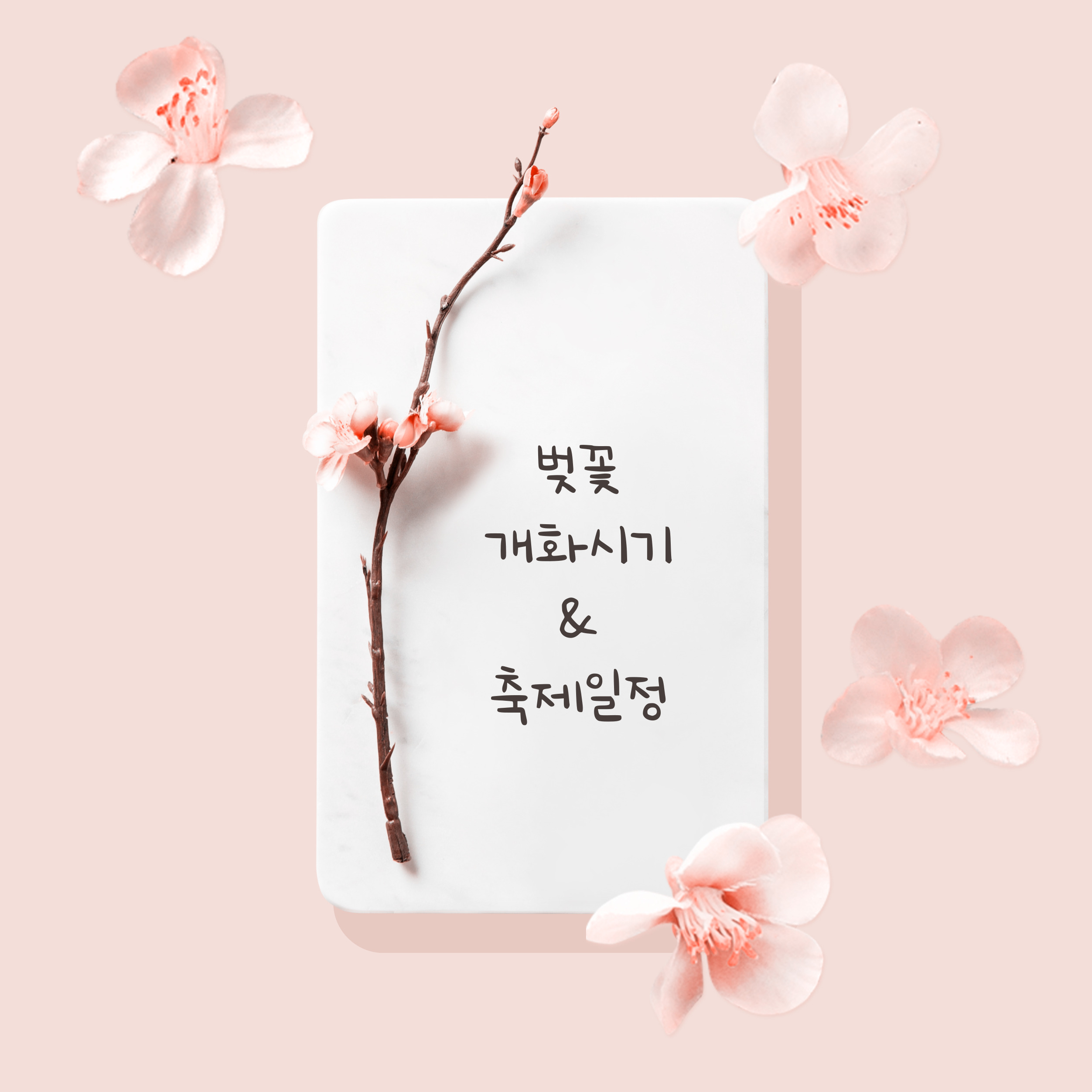 벚꽃 개화시기