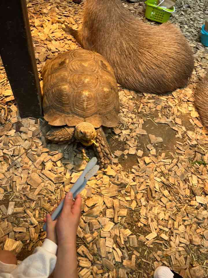 네이처파크 먹이주기