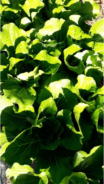 서리 발생 시기 농작물 보온 비닐 덮기 텃밭 관리_22