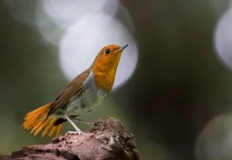 붉은가슴울새 영국 겨울 새 특징 매력 이미지_27