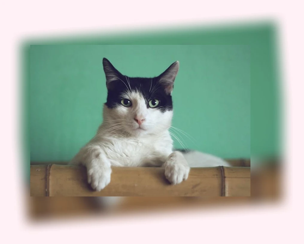 고양이 스트레스 관리_2_subsection