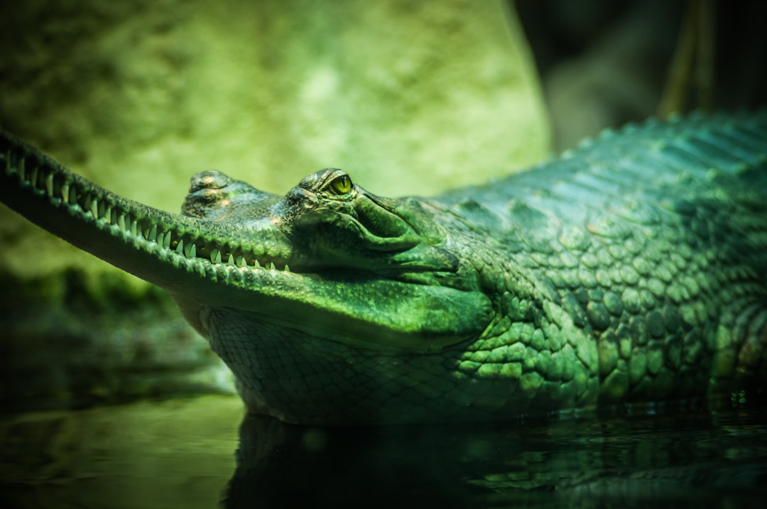 Crocodile