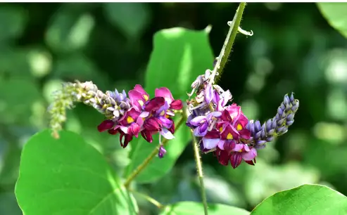 칡즙 효능 및 복용시 주의점