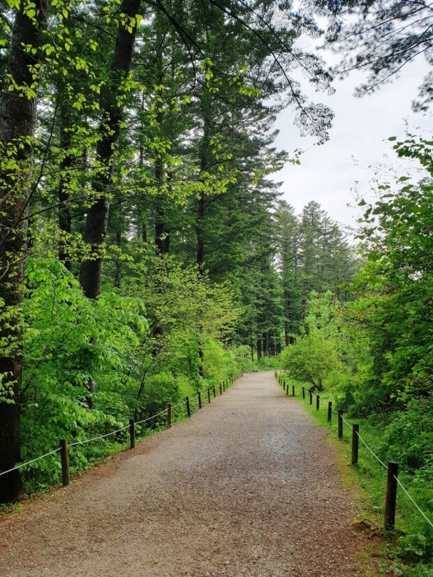 광릉수목원의 푸른 자연