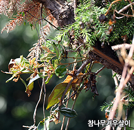 참나무겨우살이