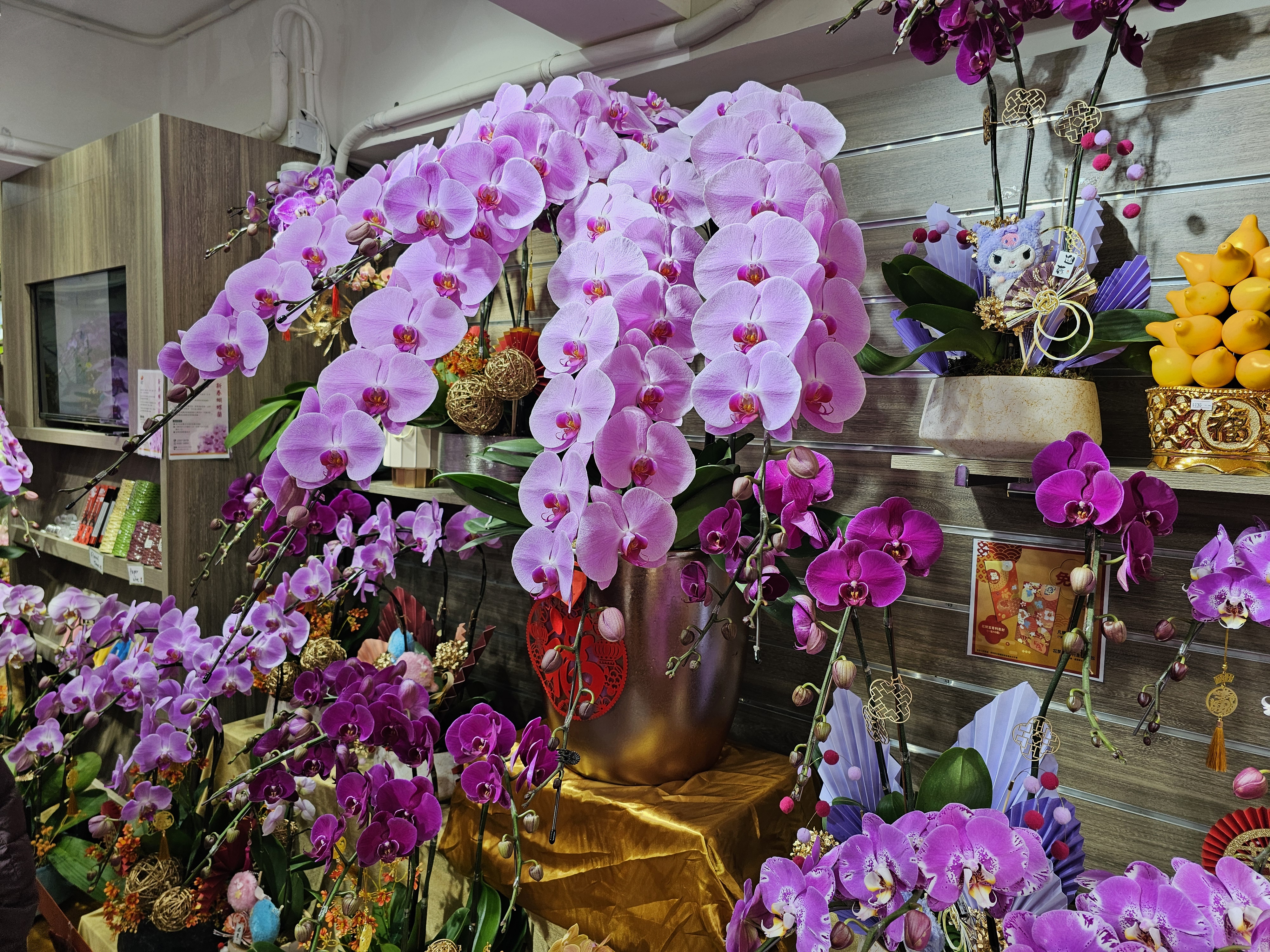 ※ 호접난 ( Phalaenopsis )
