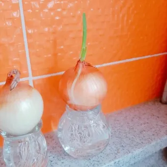 양파 재배 요령 정식 웃거름 도복 수확 건조 포인트_20