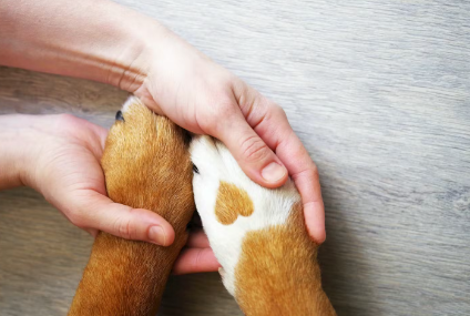 개의 발을 잡고있는 사람손
