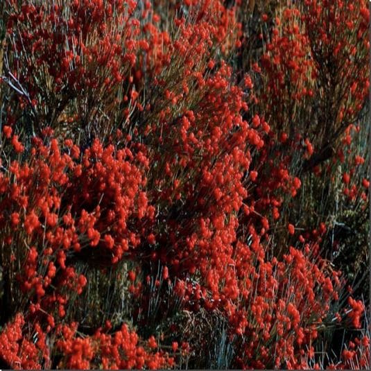 마황 효능 및 주요 성분, 섭취량과 부작용