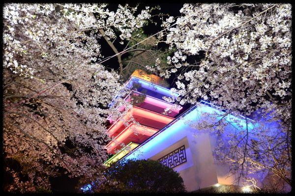 2025 진해 벚꽃 명소 BEST 7 - 인생샷 각도까지 알려드려요.