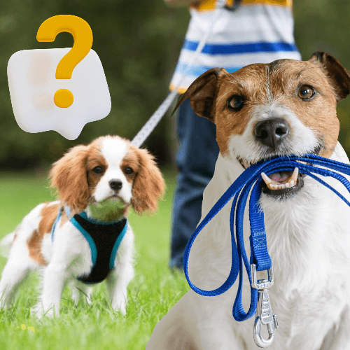 목줄을 물고 있는 강아지와 하네스를 착용하고 있는 강아지