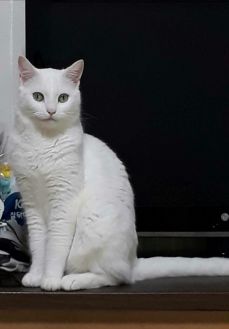 앙고라
