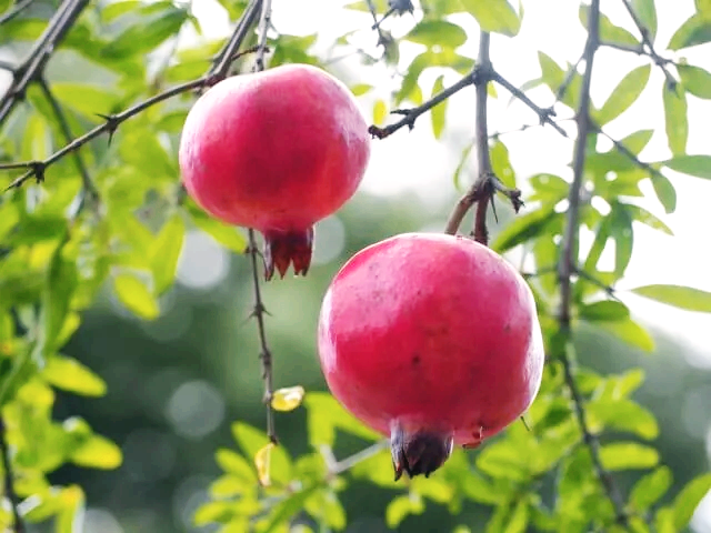 석류즙 알레르기 반응