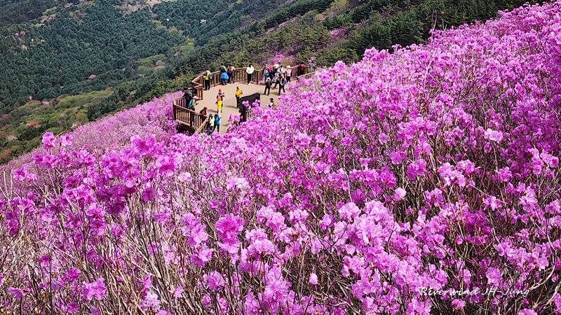 천주산 진달래