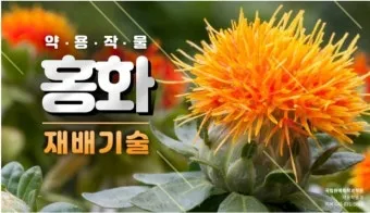 홍화 재배 건조 기후 적합 파종 요령 채종 관리_12