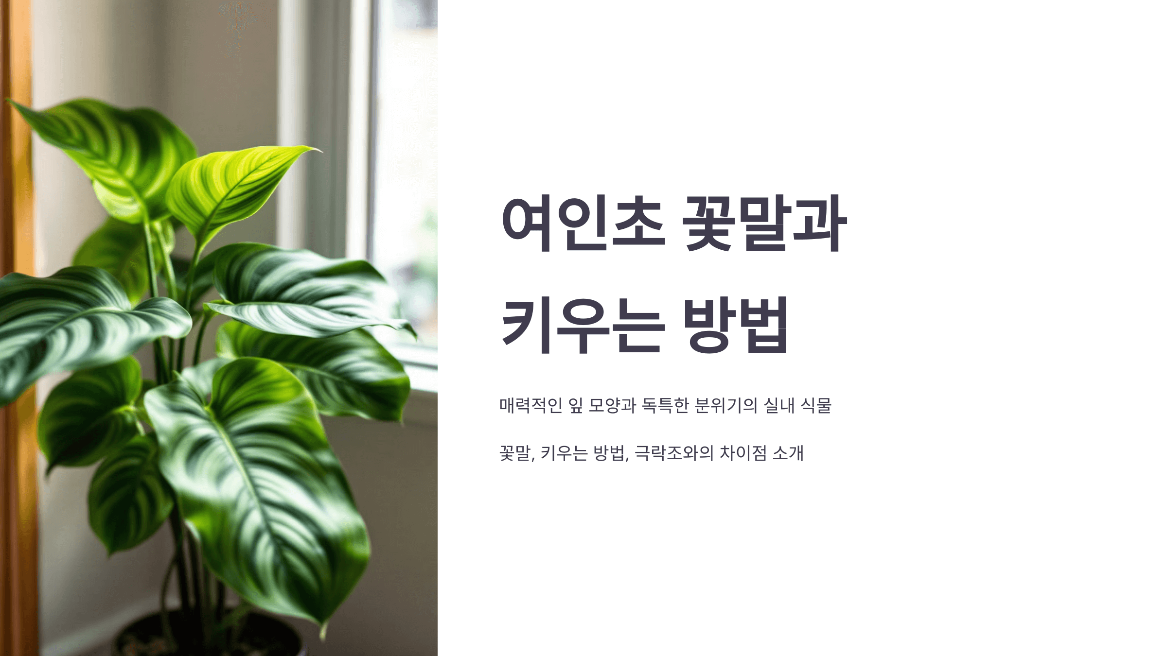 여인초 사진입니다.