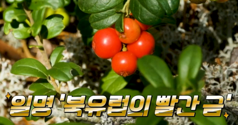 링곤베리