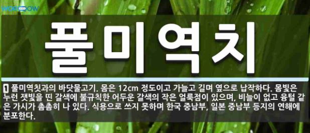 풀미역치