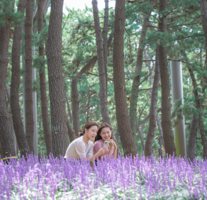 제3회 장항 맥문동 꽃축제
