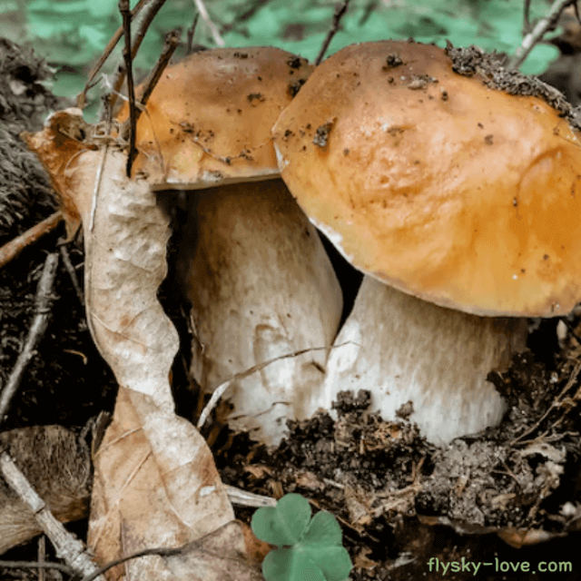 포르치니(porcini) 버섯