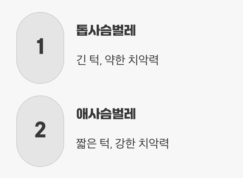 vs 톱사슴벌레, 상성은 어떨까?