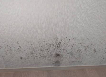 곰팡이 제거 전 모습