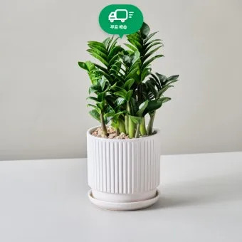 금전수 물주기 과습예방 배수층 만들기 흙선택 시니어도 편한 관리_2