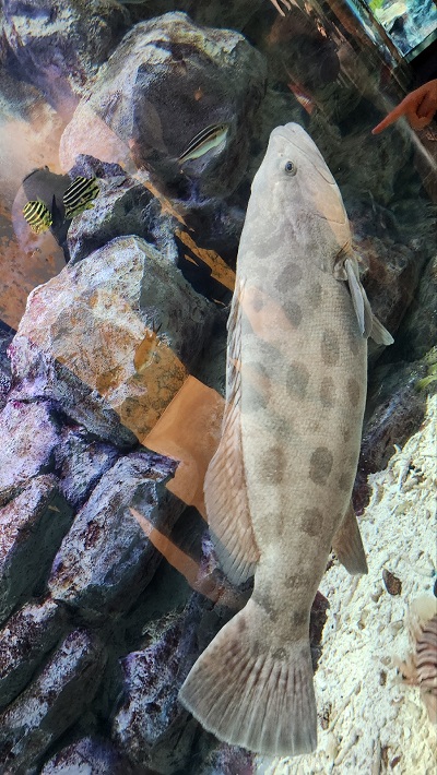 아쿠아플라넷 제주