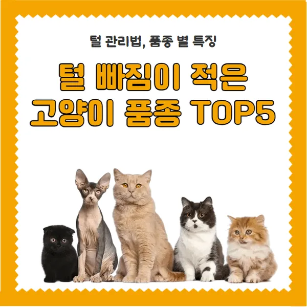 고양이 털 알레르기 완화 방법과 생활 관리 팁_8