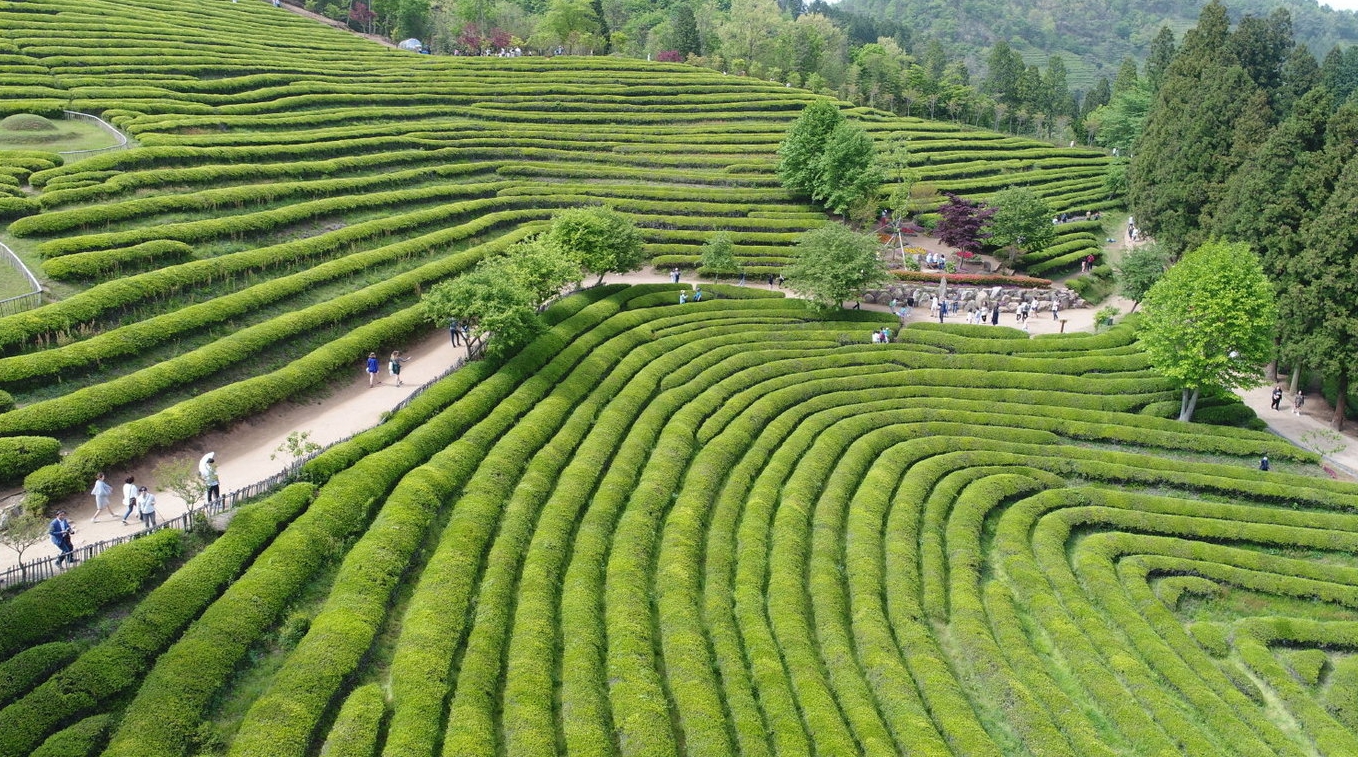 보성 녹차밭