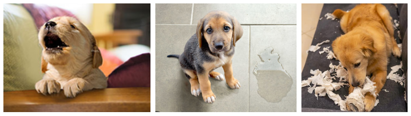 강아지 분리불안 증상들(오줌, 울기, 엉망)