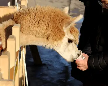 홍천강 꽁꽁 축제_6