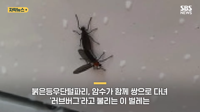 러브버그 퇴치방법