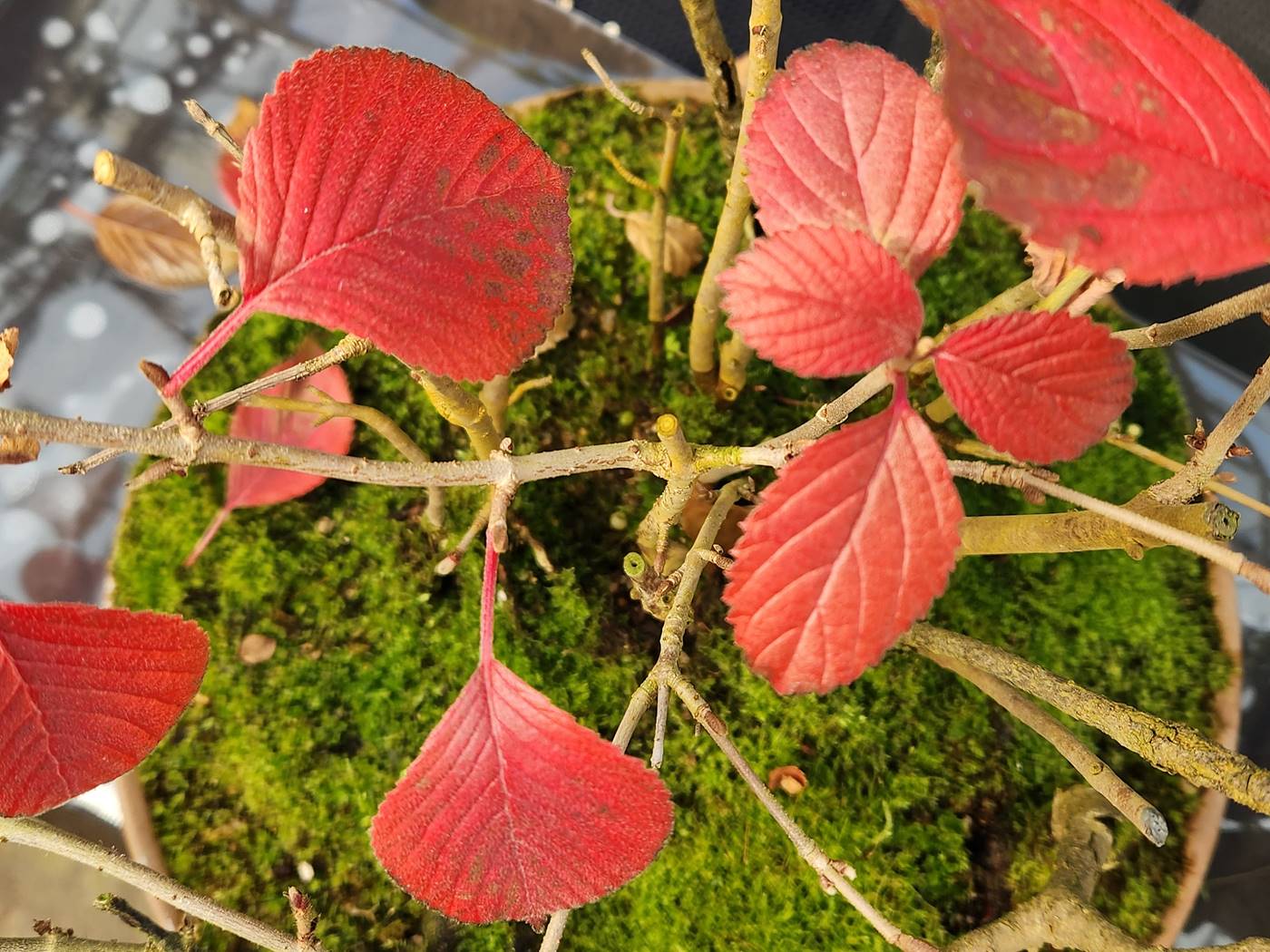 설구화(오데마리)