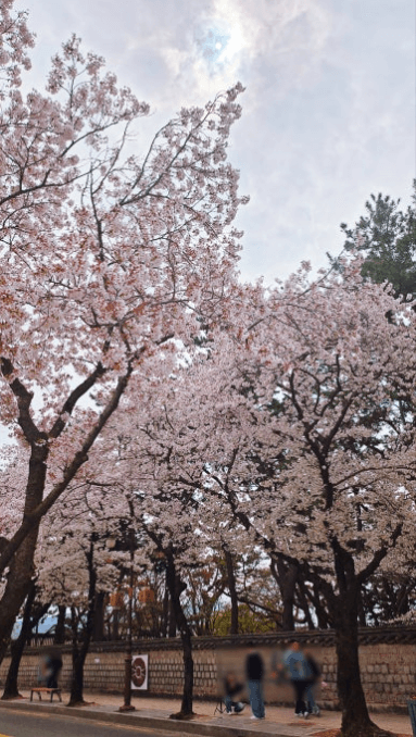 경주 벚꽃 개화 시기 및 축제 및 명소와 관련된 사진