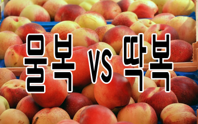물복 vs 딱복